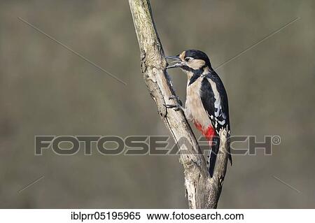 Female great spotted woodpecker (Picoides major) (Dendrocopos major), Lower Saxony, Germany, Europe View Large Photo Image Stock Photography - Female great spotted woodpecker (Picoides major) (Dendrocopos major), Lower Saxony, Germany, Europe. Fotosearch
