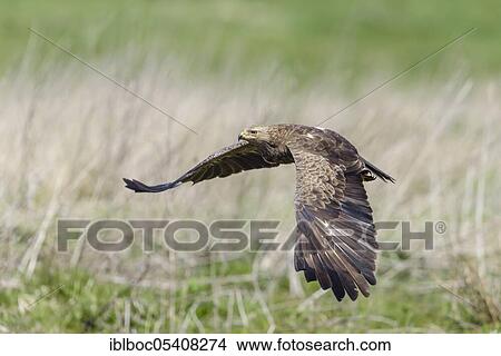 Female Lesser spotted eagle (Aquila pomarina), Mecklenburg-Vorpommern, Germany, Europe View Large Photo Image Picture - Female Lesser spotted eagle (Aquila pomarina), Mecklenburg-Vorpommern, Germany, Europe. Fotosearch