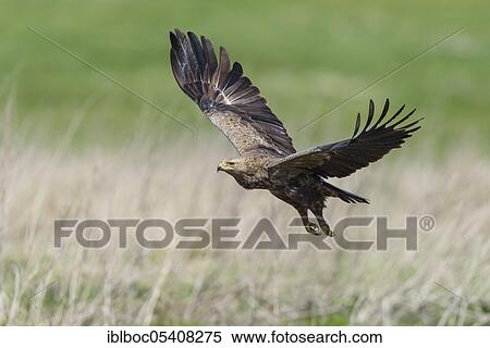 Female Lesser spotted eagle (Aquila pomarina), Mecklenburg-Vorpommern, Germany, Europe View Large Photo Image Stock Photography - Female Lesser spotted eagle (Aquila pomarina), Mecklenburg-Vorpommern, Germany, Europe. Fotosearch