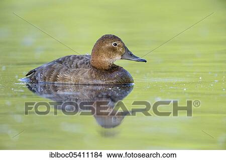 Female pochard (Aythya ferina), Bavaria, Germany, Europe View Large Photo Image Picture - Female pochard (Aythya ferina), Bavaria, Germany, Europe. Fotosearch