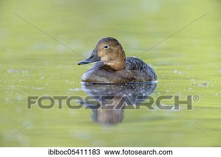 Stock Image - Female pochard (Aythya ferina), Bavaria, Germany, Europe. Fotosearch