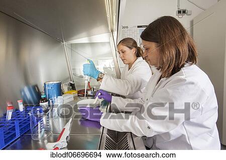 Female scientists of the biology department during RNA isolation and genetic engineering in the laboratories of the University of Duisburg-Essen View Large Photo Image Picture - Female scientists of the biology department during RNA isolation and genetic engineering in the laboratories of the University of Duisburg-Essen. Fotosearch