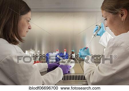 Female scientists of the biology department during RNA isolation and genetic engineering in the laboratories of the University of Duisburg-Essen View Large Photo Image Stock Image - Female scientists of the biology department during RNA isolation and genetic engineering in the laboratories of the University of Duisburg-Essen. Fotosearch