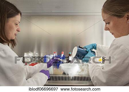 Stock Photo - Female scientists of the biology department during RNA isolation and genetic engineering in the laboratories of the University of Duisburg-Essen. Fotosearch