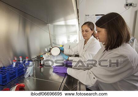 Stock Photography - Female scientists of the biology department during RNA isolation and genetic engineering in the laboratories of the University of Duisburg-Essen. Fotosearch