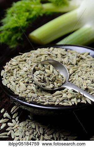 Fennelseeds ( Foeniculum vulgare) in ladle and tuber View Large Photo Image Stock Photo - Fennelseeds ( Foeniculum vulgare) in ladle and tuber. Fotosearch