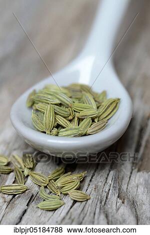 Fennelseeds ( Foeniculum vulgare) in porcelain spoon View Large Photo Image Stock Photo - Fennelseeds ( Foeniculum vulgare) in porcelain spoon. Fotosearch