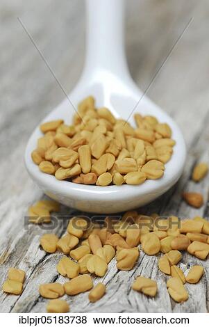 Fenugreek-Seeds ( Trigonella foenum-graecum) in porcelain spoon, seeds View Large Photo Image Stock Photo - Fenugreek-Seeds ( Trigonella foenum-graecum) in porcelain spoon, seeds. Fotosearch