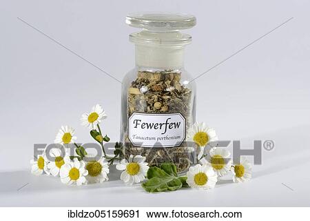 Few (Tanacetum parthenium) View Large Photo Image Stock Image - Few (Tanacetum parthenium). Fotosearch