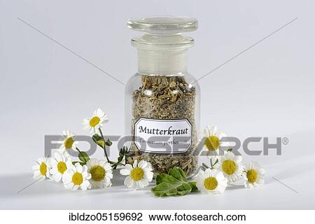 Few (Tanacetum parthenium) View Large Photo Image Stock Image - Few (Tanacetum parthenium). Fotosearch