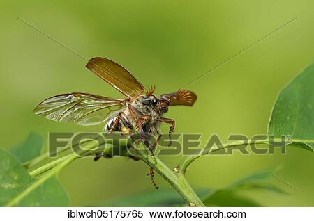 Field cockchafer, male taking off, May, NSG Dingdener Heide, North Rhine-Westphalia, Germany, Europe View Large Photo Image Stock Photography - Field cockchafer, male taking off, May, NSG Dingdener Heide, North Rhine-Westphalia, Germany, Europe. Fotosearch