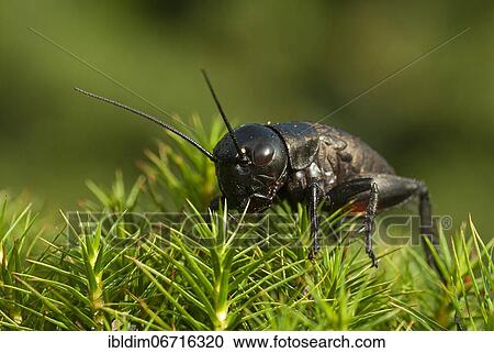 Field cricket (Gryllus campestris) in the moss, North Rhine-Westphalia, Germany, Europe View Large Photo Image Stock Image - Field cricket (Gryllus campestris) in the moss, North Rhine-Westphalia, Germany, Europe. Fotosearch
