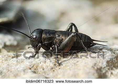 Stock Image - Field cricket (Gryllus campestris) on a rock, North Rhine-Westphalia, Germany, Europe. Fotosearch
