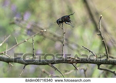 Field cricket (Gryllus campestris) impaled by red-backed shrike, North Rhine-Westphalia, Germany, Europe View Large Photo Image Stock Image - Field cricket (Gryllus campestris) impaled by red-backed shrike, North Rhine-Westphalia, Germany, Europe. Fotosearch