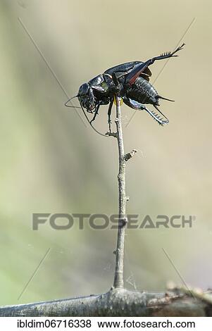 Field cricket (Gryllus campestris) impaled by red-backed shrike, North Rhine-Westphalia, Germany, Europe View Large Photo Image Stock Photo - Field cricket (Gryllus campestris) impaled by red-backed shrike, North Rhine-Westphalia, Germany, Europe. Fotosearch