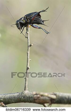Field cricket (Gryllus campestris) impaled by red-backed shrike, North Rhine-Westphalia, Germany, Europe View Large Photo Image Stock Photo - Field cricket (Gryllus campestris) impaled by red-backed shrike, North Rhine-Westphalia, Germany, Europe. Fotosearch