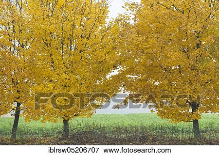 Field maple (Acer campestre) Visbek, Lower Saxony, Germany, Europe View Large Photo Image Stock Photo - Field maple (Acer campestre) Visbek, Lower Saxony, Germany, Europe. Fotosearch