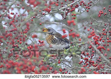Fieldfare (Turdus pilaris) Dorum, Lower Saxony, Germany, Europe View Large Photo Image Stock Photo - Fieldfare (Turdus pilaris) Dorum, Lower Saxony, Germany, Europe. Fotosearch