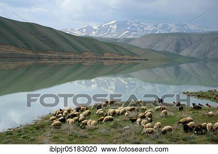 Flock of sheep, East Anatolia, Anatolia, Zernek Dam, Hosap, Turkey, Asia View Large Photo Image Stock Image - Flock of sheep, East Anatolia, Anatolia, Zernek Dam, Hosap, Turkey, Asia. Fotosearch