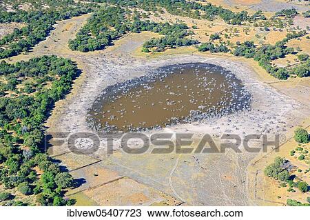 Floodplain, Waterhole, Okavango, Okavango Delta, Botswana, Africa View Large Photo Image Stock Image - Floodplain, Waterhole, Okavango, Okavango Delta, Botswana, Africa. Fotosearch