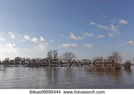 Floods on the Lower Rhine, flooded Rhine floodplain near Wittlaer, Düsseldorf, North Rhine-Westphalia, Germany, Europe View Large Photo Image Picture - Floods on the Lower Rhine, flooded Rhine floodplain near Wittlaer, Düsseldorf, North Rhine-Westphalia, Germany, Europe. Fotosearch