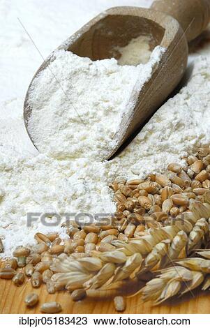 Stock Image - Flour, flour (Triticum aestivum) cereal grains, Wheatgrains, ears. Fotosearch