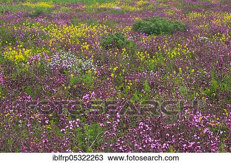 Flower meadow, Great Britain View Large Photo Image Stock Image - Flower meadow, Great Britain. Fotosearch