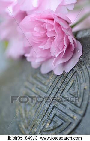 Flower of a Japanese cherry on stone sign View Large Photo Image Stock Image - Flower of a Japanese cherry on stone sign. Fotosearch