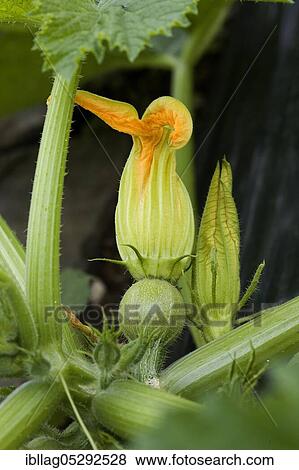 Flower of zucchini (cucurbita pepo) in the vegetable garden View Large Photo Image Stock Photo - Flower of zucchini (cucurbita pepo) in the vegetable garden. Fotosearch