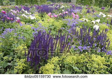 Flowerbed, Sage Nemorosa, European peonies (Paeonia officinalis), Lady's Mantle, Egapark, Erfurt, Thuringia (Alchemilla vulgaris) (Sage nemorosa), Germany, Europe View Large Photo Image Stock Image - Flowerbed, Sage Nemorosa, European peonies (Paeonia officinalis), Lady's Mantle, Egapark, Erfurt, Thuringia (Alchemilla vulgaris) (Sage nemorosa), Germany, Europe. Fotosearch