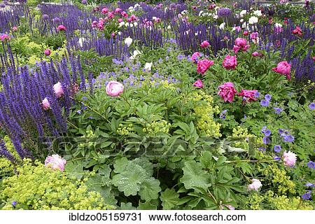 Flowerbed, Sage Nemorosa, European peonies (Paeonia officinalis), Lady's Mantle, Egapark, Erfurt, Thuringia (Alchemilla vulgaris) (Sage nemorosa), Germany, Europe View Large Photo Image Stock Image - Flowerbed, Sage Nemorosa, European peonies (Paeonia officinalis), Lady's Mantle, Egapark, Erfurt, Thuringia (Alchemilla vulgaris) (Sage nemorosa), Germany, Europe. Fotosearch