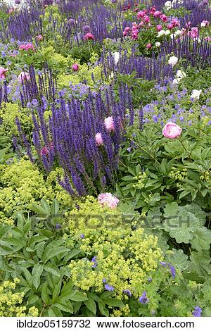 Flowerbed, Sage Nemorosa, European peonies (Paeonia officinalis), Lady's Mantle, Egapark, Erfurt, Thuringia (Alchemilla vulgaris) (Sage nemorosa), Germany, Europe View Large Photo Image Stock Image - Flowerbed, Sage Nemorosa, European peonies (Paeonia officinalis), Lady's Mantle, Egapark, Erfurt, Thuringia (Alchemilla vulgaris) (Sage nemorosa), Germany, Europe. Fotosearch