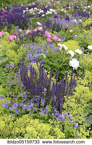 Flowerbed, Sage Nemorosa, European peonies (Paeonia officinalis), Lady's Mantle, Egapark, Erfurt, Thuringia (Alchemilla vulgaris) (Sage nemorosa), Germany, Europe View Large Photo Image Stock Image - Flowerbed, Sage Nemorosa, European peonies (Paeonia officinalis), Lady's Mantle, Egapark, Erfurt, Thuringia (Alchemilla vulgaris) (Sage nemorosa), Germany, Europe. Fotosearch