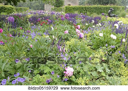 Flowerbed, Sage Nemorosa, European peonies (Paeonia officinalis), Lady's Mantle, Egapark, Erfurt, Thuringia (Alchemilla vulgaris) (Sage nemorosa), Germany, Europe View Large Photo Image Stock Photo - Flowerbed, Sage Nemorosa, European peonies (Paeonia officinalis), Lady's Mantle, Egapark, Erfurt, Thuringia (Alchemilla vulgaris) (Sage nemorosa), Germany, Europe. Fotosearch