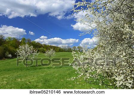 Flowering cherry trees, Mecklenburg-Vorpommern, Germany, Europe View Large Photo Image Stock Photograph - Flowering cherry trees, Mecklenburg-Vorpommern, Germany, Europe. Fotosearch