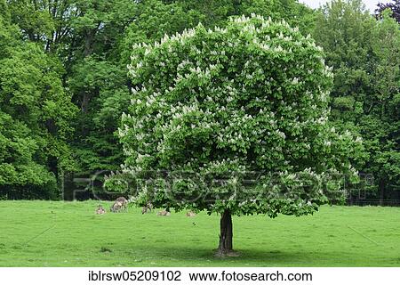 Stock Image - Flowering chestnut (Aesculus), Putbus Castle Park, Rügen, Mecklenburg-Western Pomerania, Germany, Europe. Fotosearch