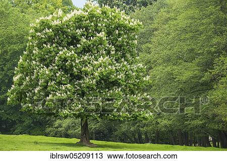 Stock Image - Flowering chestnut (Aesculus), Putbus Castle Park, Rügen, Mecklenburg-Western Pomerania, Germany, Europe. Fotosearch