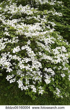 Flowering dogwood (Cornus florida), American flowering dogwood View Large Photo Image Picture - Flowering dogwood (Cornus florida), American flowering dogwood. Fotosearch