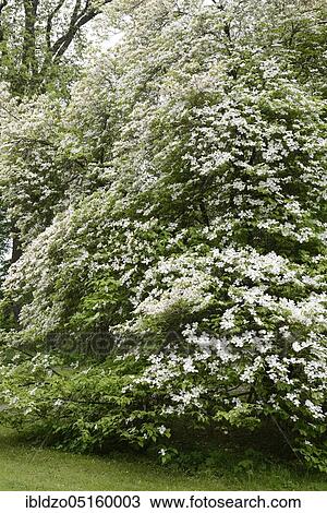 Flowering dogwood (Cornus florida), American flowering dogwood View Large Photo Image Stock Image - Flowering dogwood (Cornus florida), American flowering dogwood. Fotosearch
