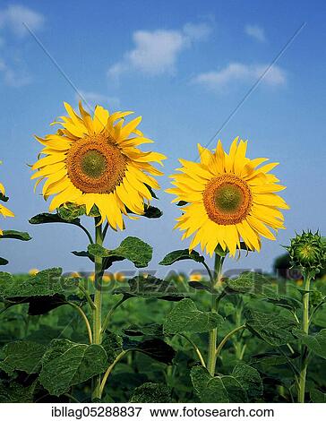 Stock Photo - Flowering sunflower (Helianthus) against Blue Sky. Fotosearch
