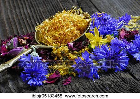 Flowers and spoons, Cornflower (Centaurea cyanus) St. John's wort (Rosenblätter) rosebuds, rose petals View Large Photo Image Stock Photo - Flowers and spoons, Cornflower (Centaurea cyanus) St. John's wort (Rosenblätter) rosebuds, rose petals. Fotosearch