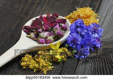 Flowers and wooden spoons, Cornflower (Centaurea cyanus) St. John's wort (Rosenblätter) rosebuds, rose petals View Large Photo Image Stock Photograph - Flowers and wooden spoons, Cornflower (Centaurea cyanus) St. John's wort (Rosenblätter) rosebuds, rose petals. Fotosearch