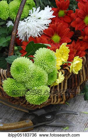 Stock Photograph - Flowers. Fotosearch