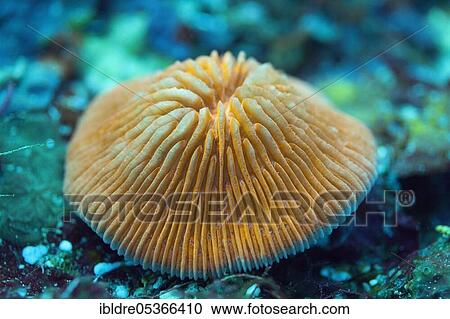 Fluorescent mushroom coral (Fungia) fungites, Florida Islands, Solomon Islands, Oceania View Large Photo Image Stock Image - Fluorescent mushroom coral (Fungia) fungites, Florida Islands, Solomon Islands, Oceania. Fotosearch