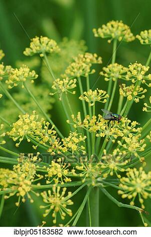 (Foeniculum vulgare azoricum) variety Fino Vitalis View Large Photo Image Stock Image - (Foeniculum vulgare azoricum) variety Fino Vitalis. Fotosearch