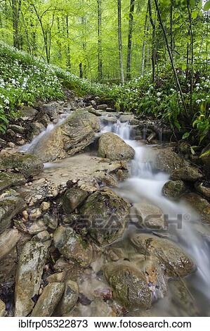 Stock Image - Forest brook, deciduous forest with flowering Ramsons ( Allium ursinum), Spring, Switzerland, Europe. Fotosearch