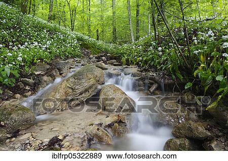 Forest brook, deciduous forest with flowering Ramsons ( Allium ursinum), Spring, Switzerland, Europe View Large Photo Image Stock Photo - Forest brook, deciduous forest with flowering Ramsons ( Allium ursinum), Spring, Switzerland, Europe. Fotosearch