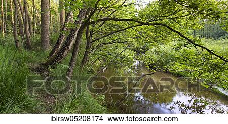 Picture - Forest brook, Visbek, Lower Saxony, Germany, Europe. Fotosearch