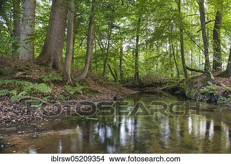 Picture - Forest brook, Visbek, Lower Saxony, Germany, Europe. Fotosearch