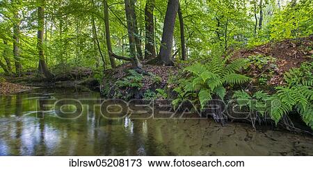Stock Image - Forest brook, Visbek, Lower Saxony, Germany, Europe. Fotosearch